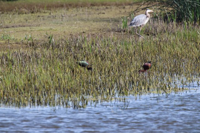 Heron and Ibises Foraging in Wetland Marsh