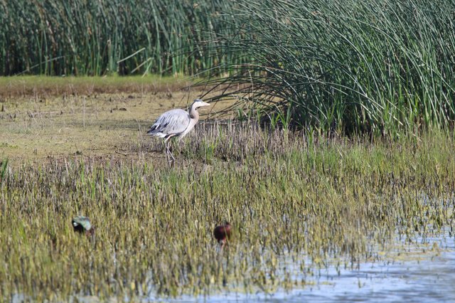 Great Blue Heron Hunting in Wetland Marsh