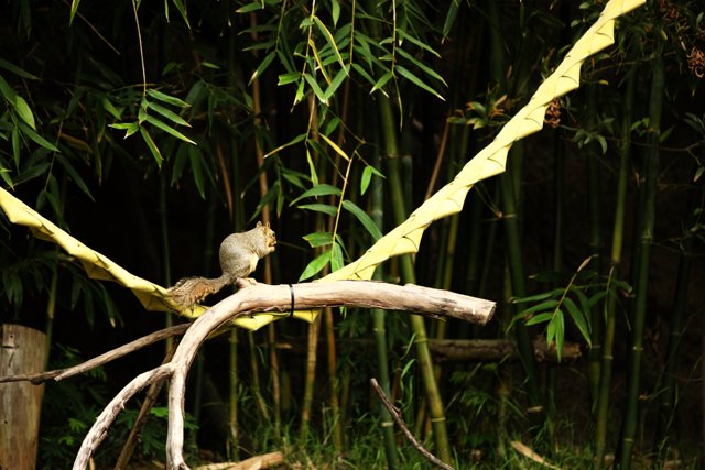 Nature's Whiskers: The Oakland Zoo Squirrel