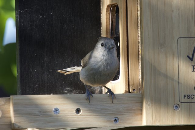 A Curious Perch