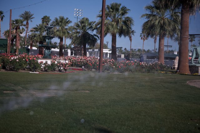 Palm trees and grass at Coachella Stadium