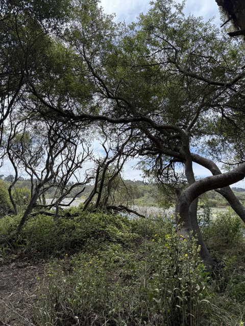 Whispering Oaks of Cambria