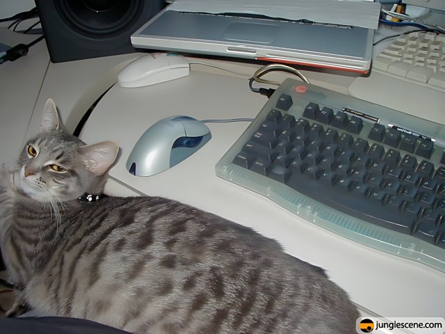 Cat and Computer Music Master