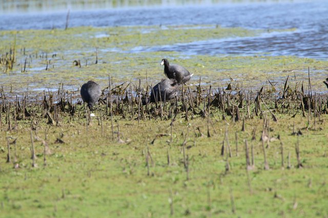 Coots Foraging in Flooded Rice Field Wetlands