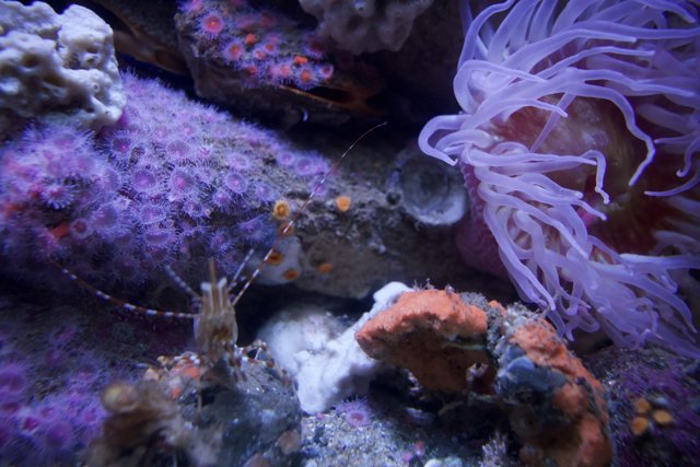 Captivating Underwater Ecosystem: Monterey Bay Aquarium, 2023