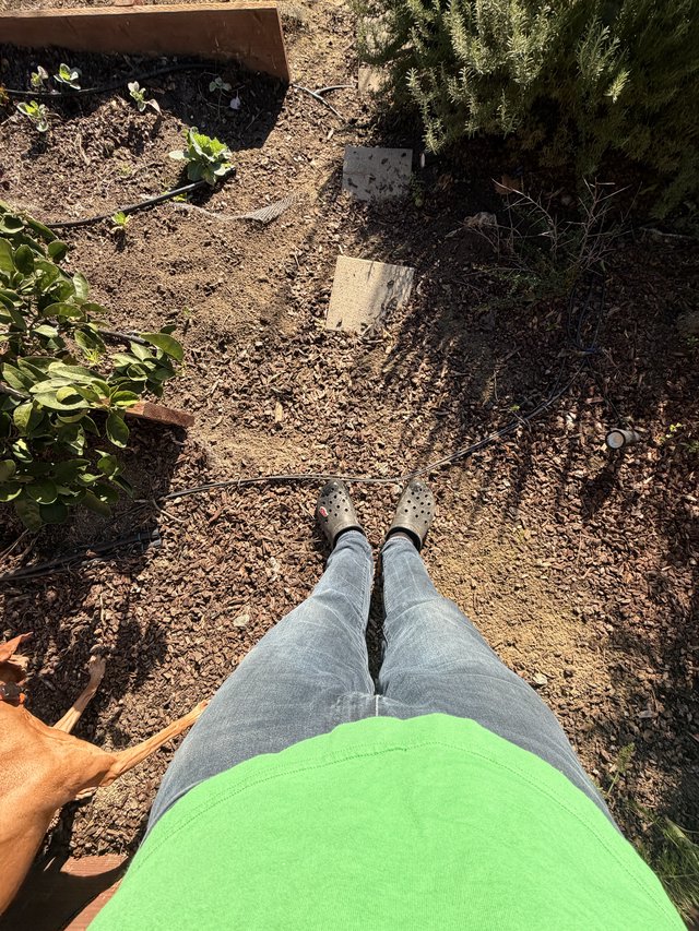 Garden Work Break: First-Person View in Crocs