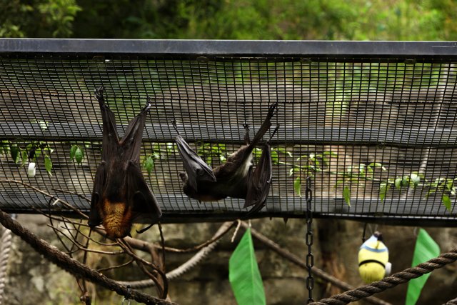 Swing Ball Bat at Oakland Zoo