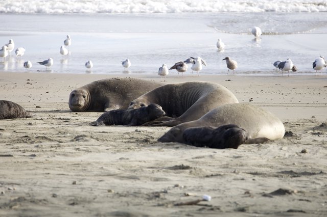 Elephant Seal Family Resting on Drakes Beach