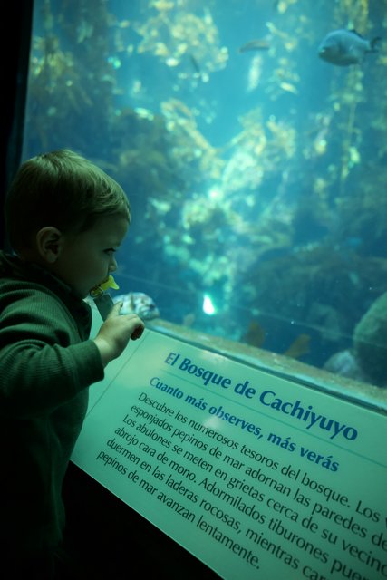 Young Explorer at Monterey Bay Aquarium