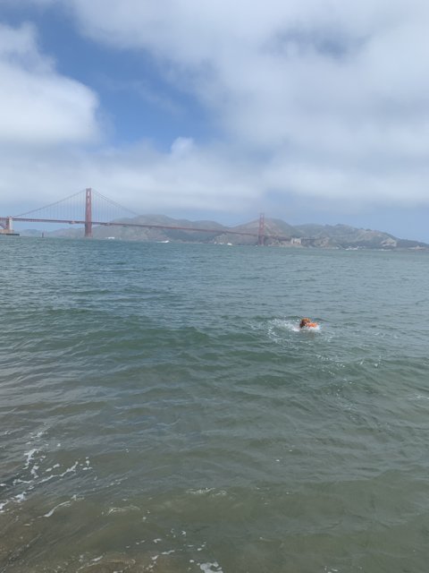 Doggy Paddle by the Bridge