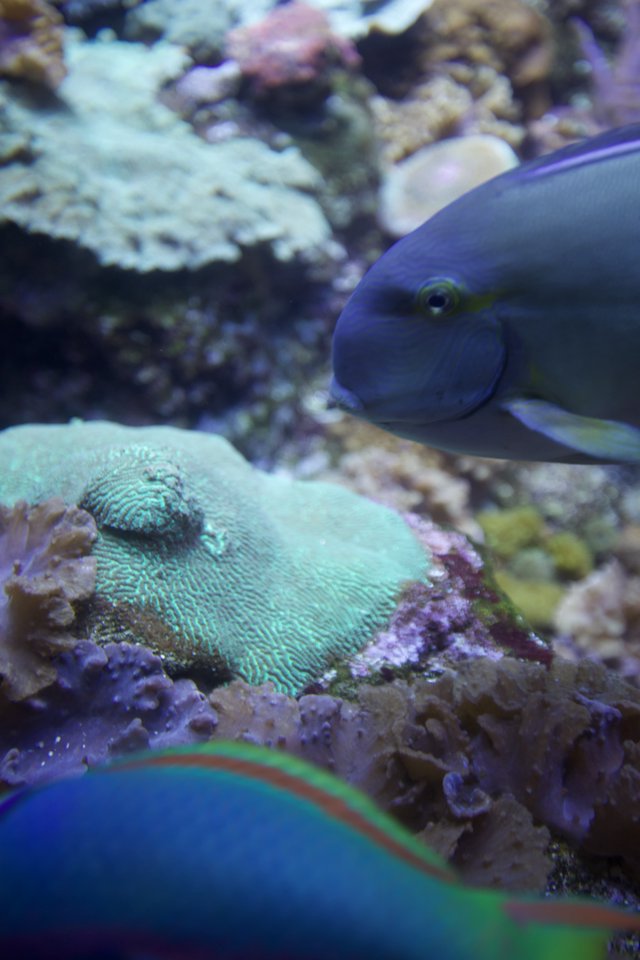 Vibrant Purple Fish in Coral Reef Aquarium