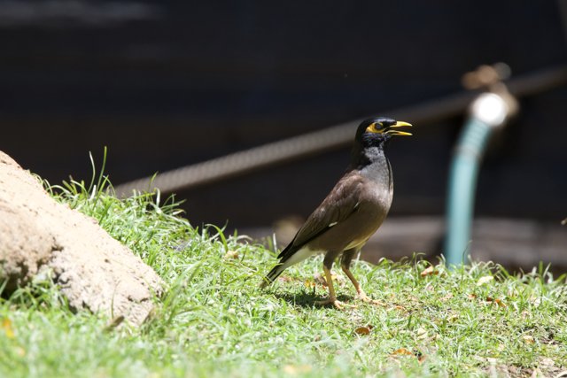 In the Spotlight at Honolulu Zoo: The Common Blackbird
