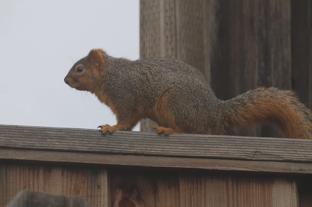 Fox Squirrel Perched on Wooden Deck Railing
