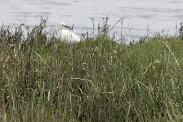Serenity in the Grasslands