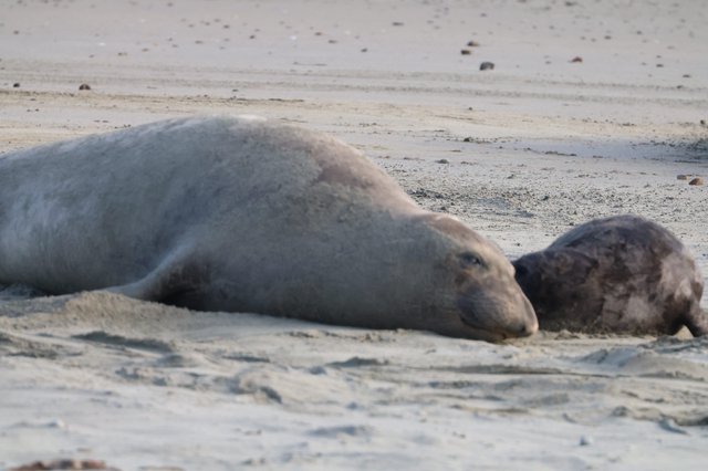 Northern Elephant Seal Mother and Pup Resting on Beach