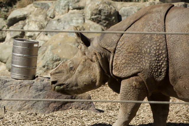 Resourceful Rhino at San Francisco Zoo