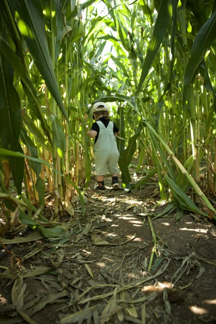 Encounter in the Corn Field