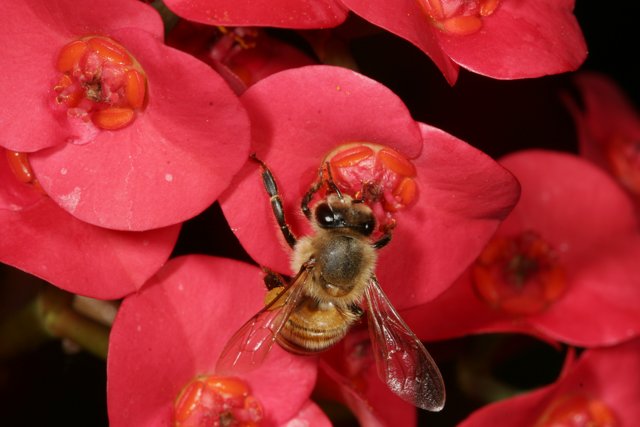 Bee Amongst Pink Flowers