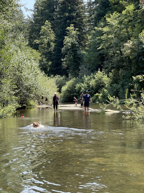 River Fun in Henry Cowell Redwoods State Park