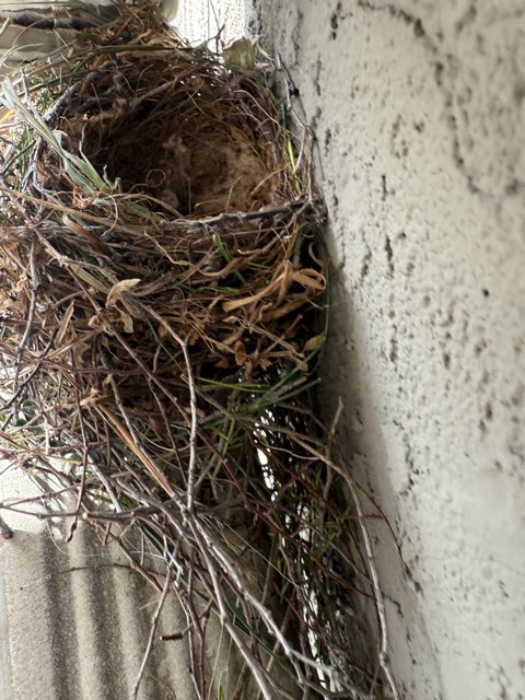 Nature's Architecture