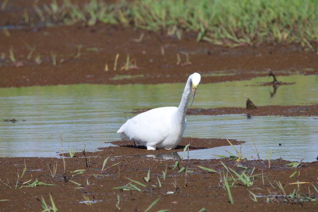 Snowy Egret Preening in Flooded Agricultural Wetland