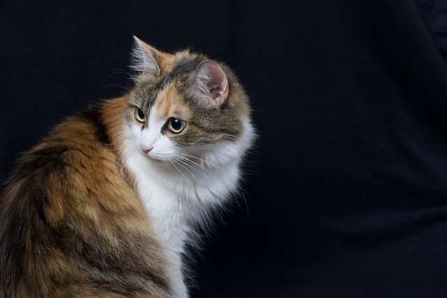 Majestic Calico Cat