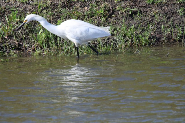 Snowy Egret Foraging in Shallow Wetland Waters