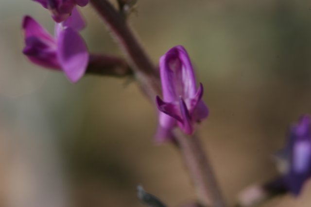 Purple Orchid in Bloom