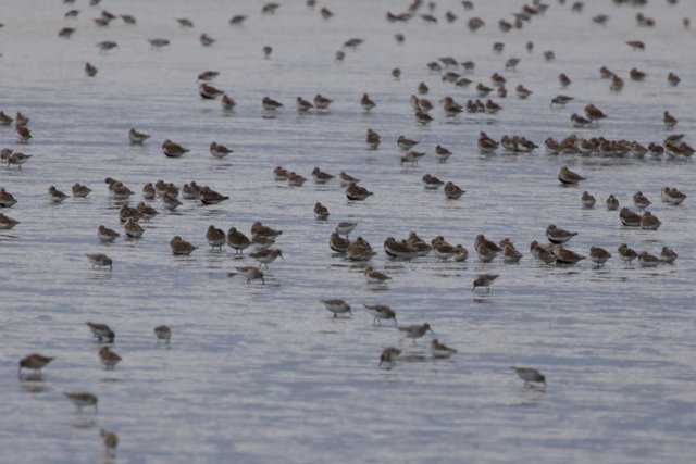 Flock in Flight: A Serene Gathering