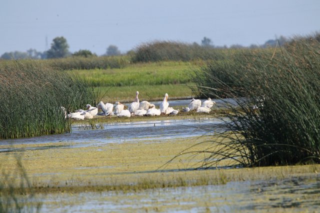 White Pelicans Resting in Yolo Bypass Wetlands
