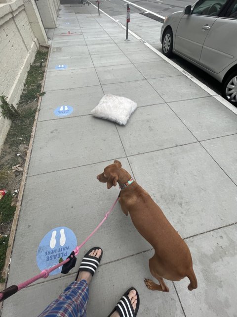 Urban Dog Walking