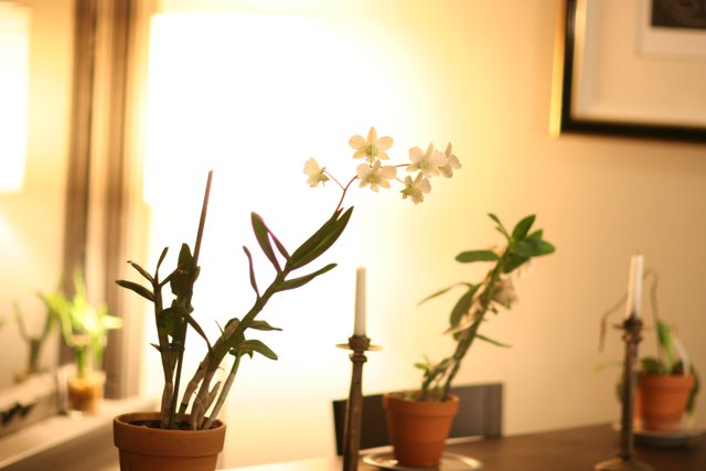 Artful Ikebana Arrangement