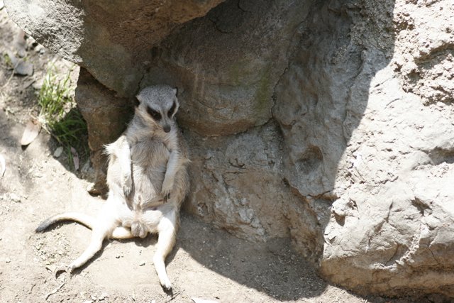 Meerkat Surveying its Kingdom