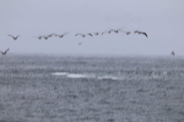 Pelicans Flying in Formation Over Stormy Seas