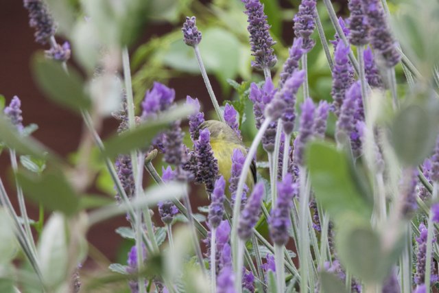 Harmony in Lavender