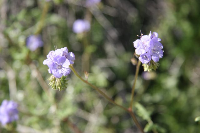 Wild Geraniums in Purple Bloom