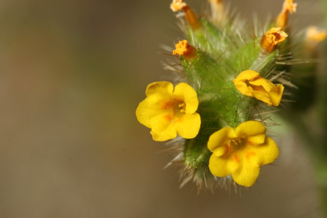 Bright Yellow Geranium in Full Bloom