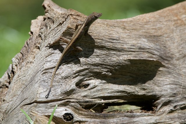 Camouflaged Observer: A Reptile's Refuge