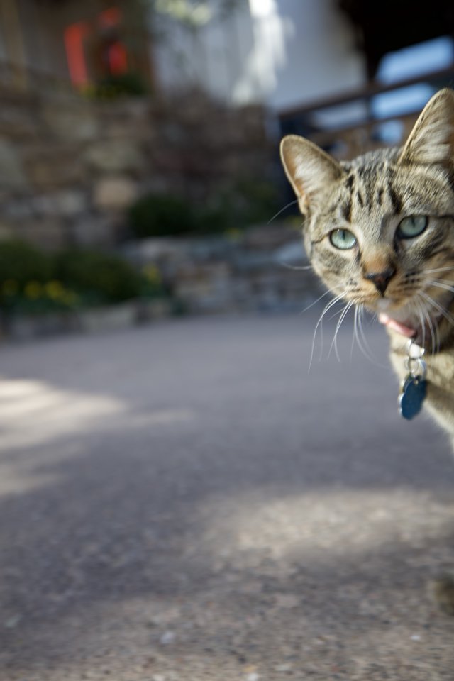 Curious Tabby Cat Mid-Leap in Urban Setting