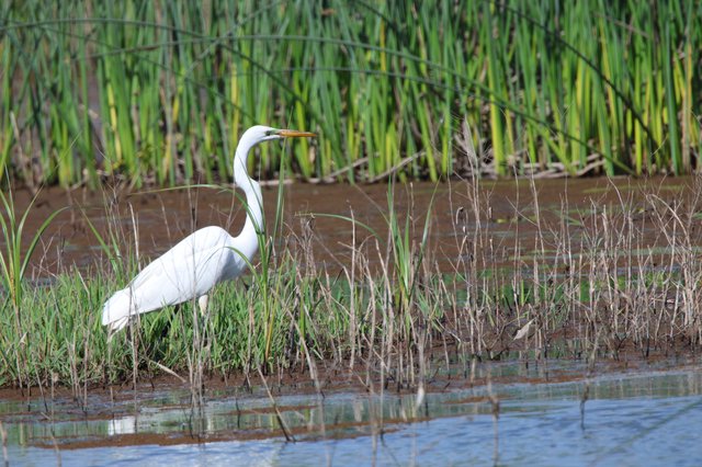 Great Egret Hunting in Wetland Marsh