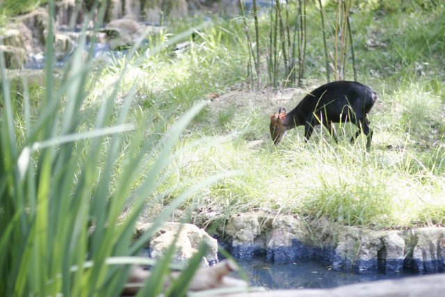 Black bear grazing near the pond