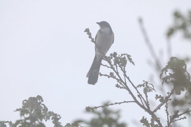 Loggerhead Shrike Perched in Foggy Conditions