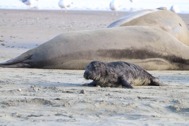 Newborn Elephant Seal Pup with Mother at Drakes Beach
