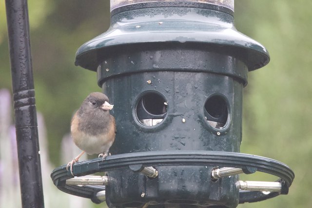 Female Dark-eyed Junco at Backyard Bird Feeder