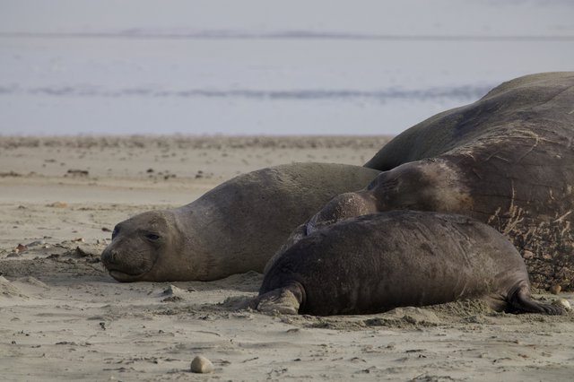 Northern Elephant Seals Resting on Drakes Beach