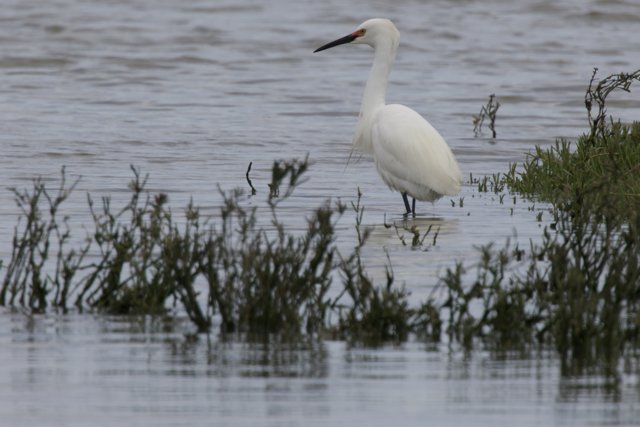 Graceful Sentinel of the Wetlands