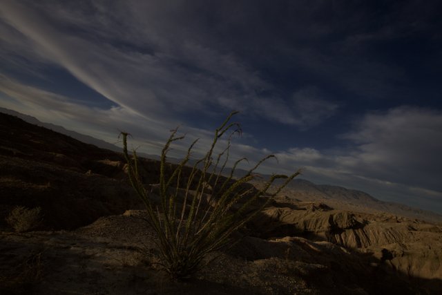 Desert Cactus Under a Moody Sky