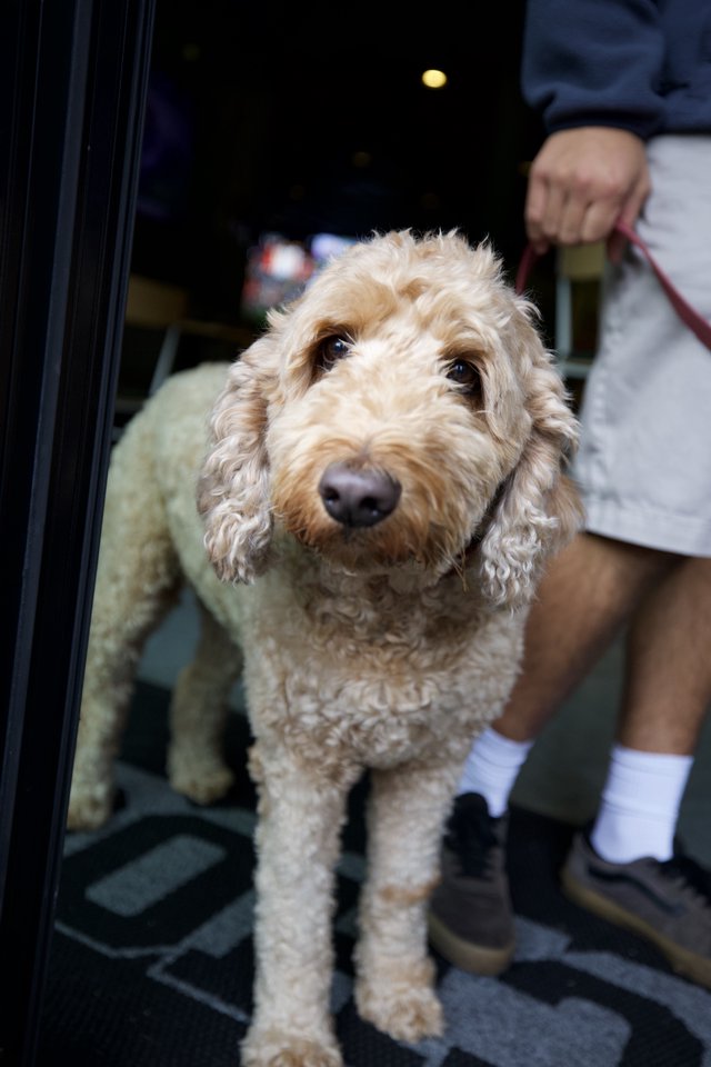 Friendly Labradoodle at Nighttime Doorway in SLO