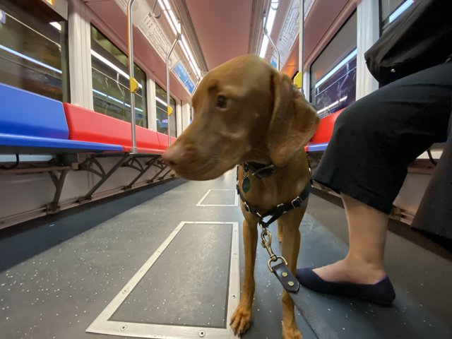 Train Companion