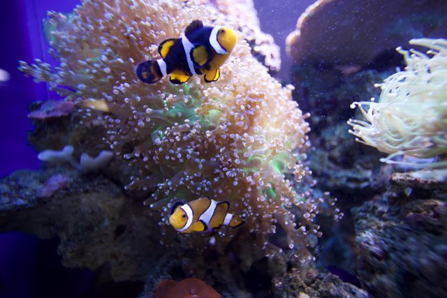 Two Clown Fish in a Colorful Coral Reef